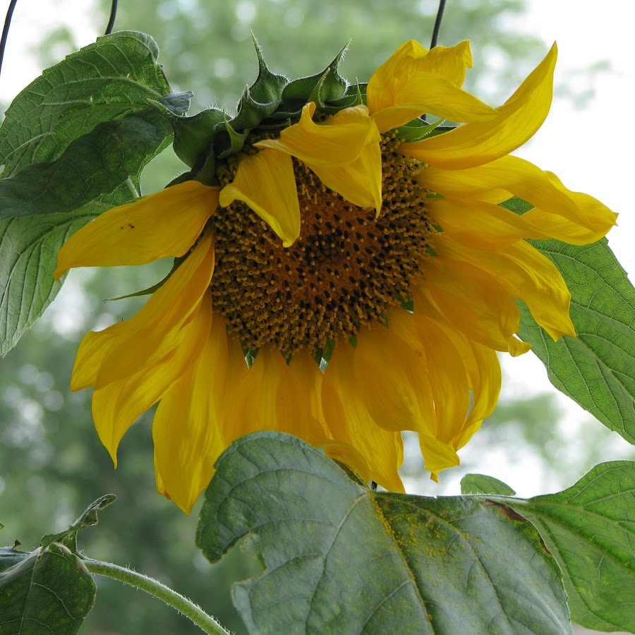 AGF-l78I86VHekjjd_e3-ubUNGAjVwB4i3NZIP28sA=s900-c-k-c0xffffffff-no-rj-mo