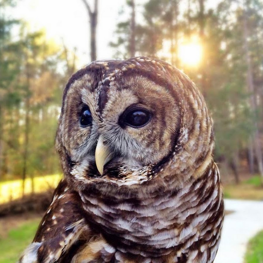 Piedmont Wildlife Center YouTube