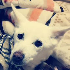 ゆるやか部