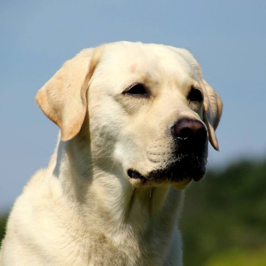 Kerrybrook Labradors YouTube