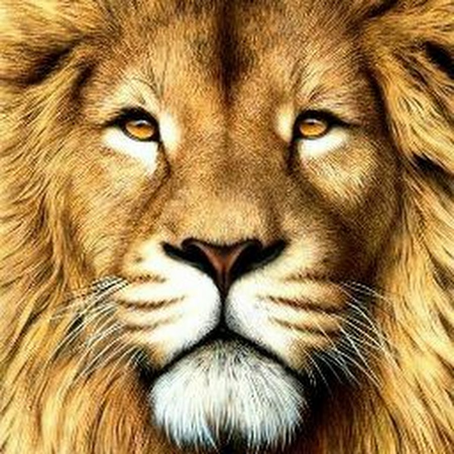 Lion de l' Atlas YouTube