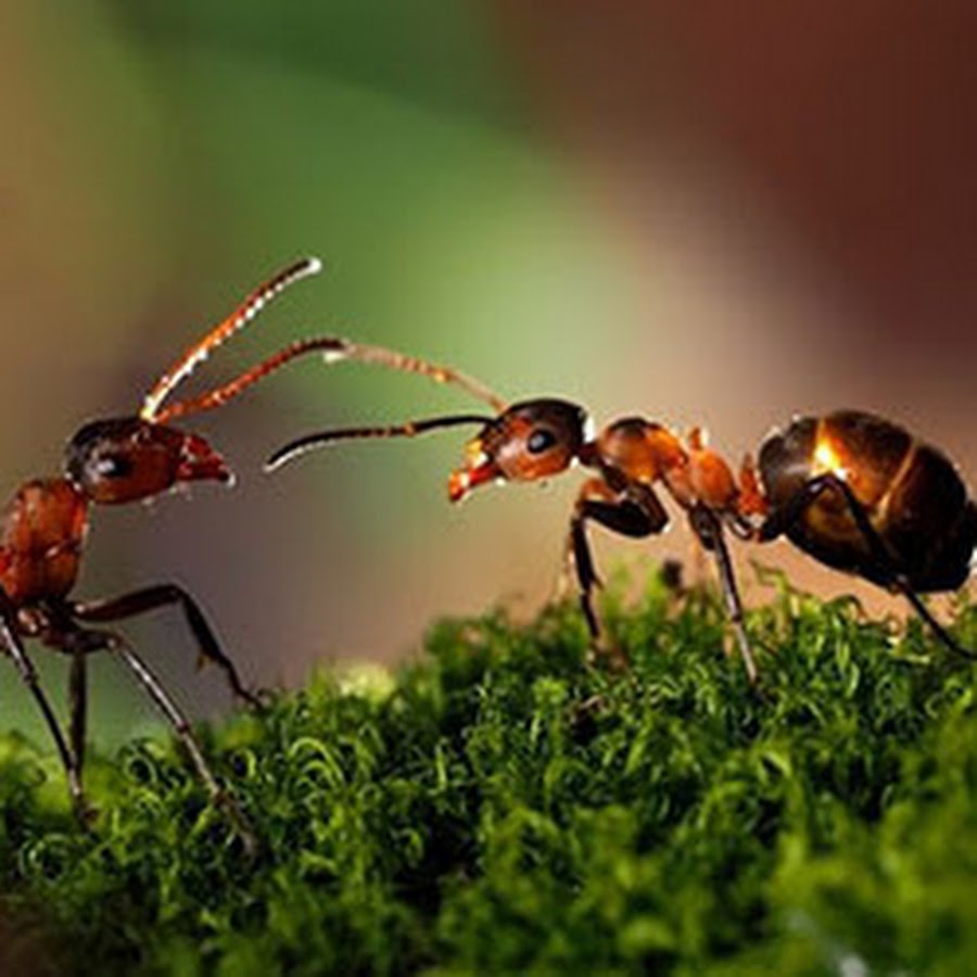 Сонник муравьи много. Красный муравей букашки. Красные муравьи. Муравьи много. Муравьи куча.