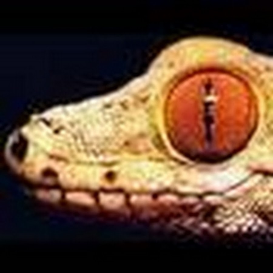 Самые красивые глаза змеи. Драконий глаз животное. Глаз ящерицы. Лягушачьи глаза. Драконий глаз животное.