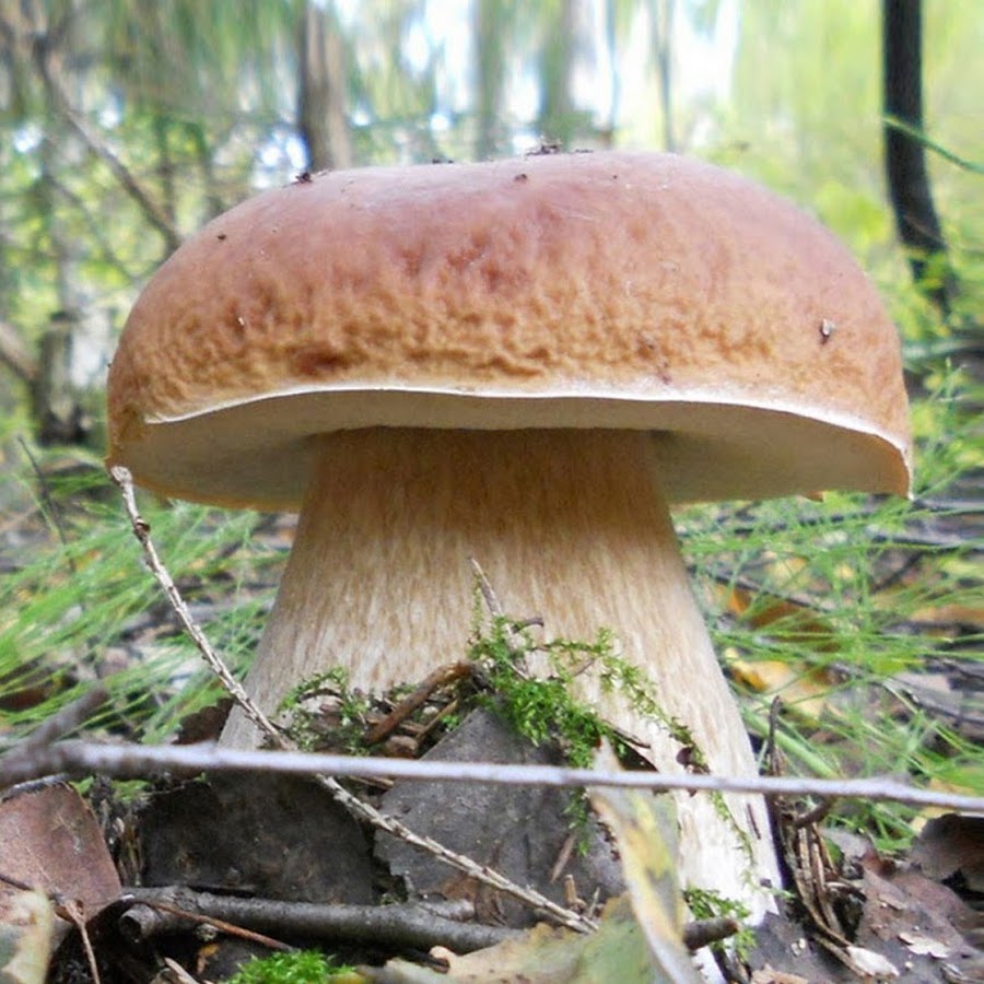 много белых грибов. растут ли белые грибы. грибница белых грибов. растут ли белые грибы. гриб боровик.