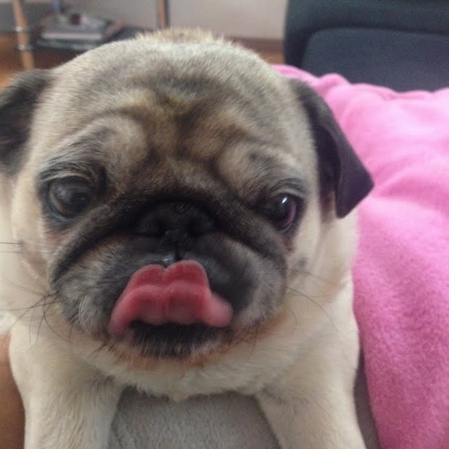 Собака мопс. Мопс принять. Мопс принять. Домашняя собака мопс. Мопс принять.