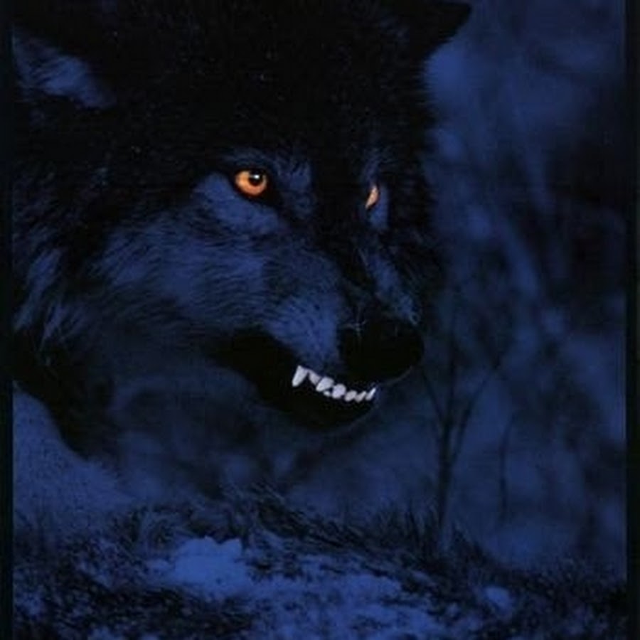 Black Wolf The Insane - YouTube