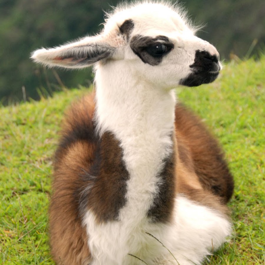 Шерстистая альпака. Лама а4. Блокнот позитивная лама опять 96. Лама фото. Лама а4.