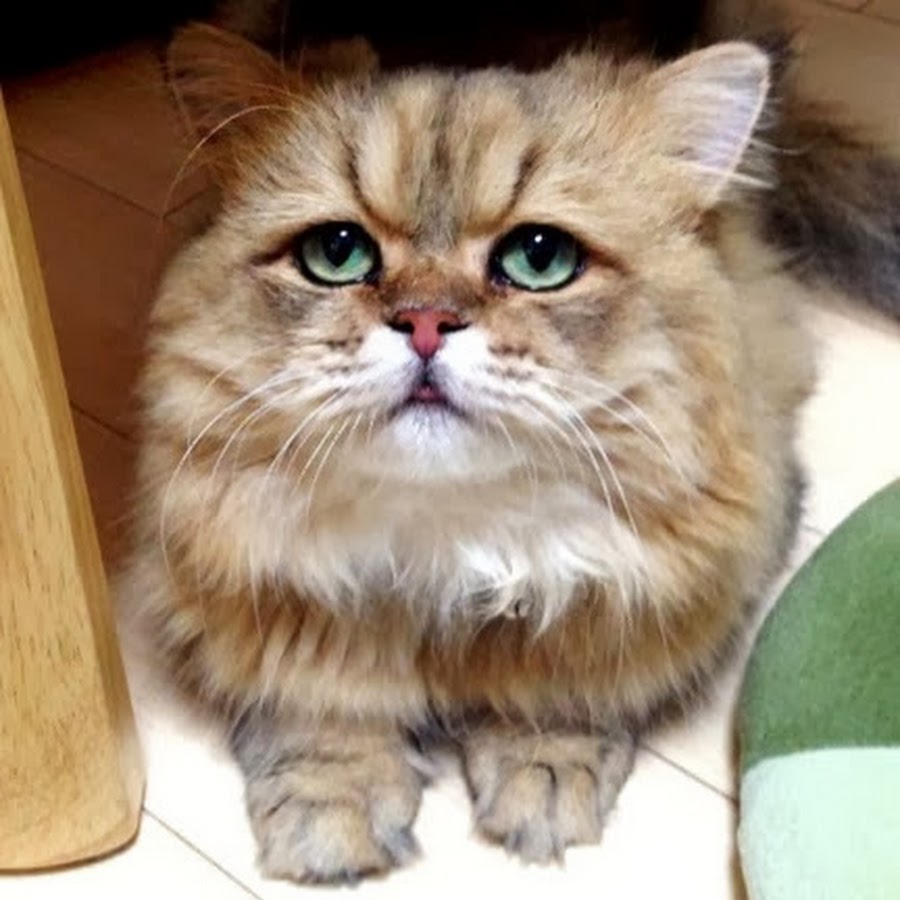 Разочарованный кот. Джеки чан кунг фу жеребец. Чан фу. Котик фу вонищща. Огорченный кот фучан.