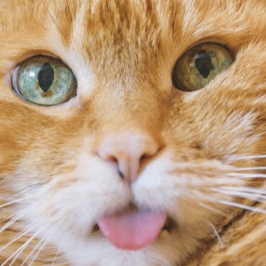 Kumpulan 8+ Meme Kucing Loading Terupdate - Galeri Tao