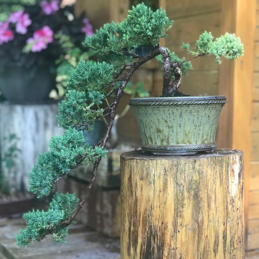 Dave's Bonsai YouTube