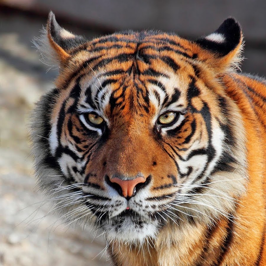 Взгляд тигра. Четыре тигра. Глаз тигра. Тигра 4 читать. Тигра 4 читать.