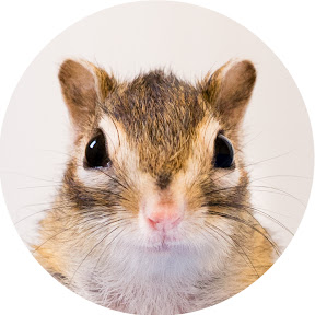 ���ޥꥹ�Ȥ���� / Chipmunker Kimura YouTube