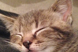 primrose kitten a level biology Primrose kitten youtube tutorials for
chemistry, physics and maths