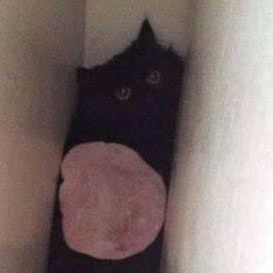 кот застрял под диваном