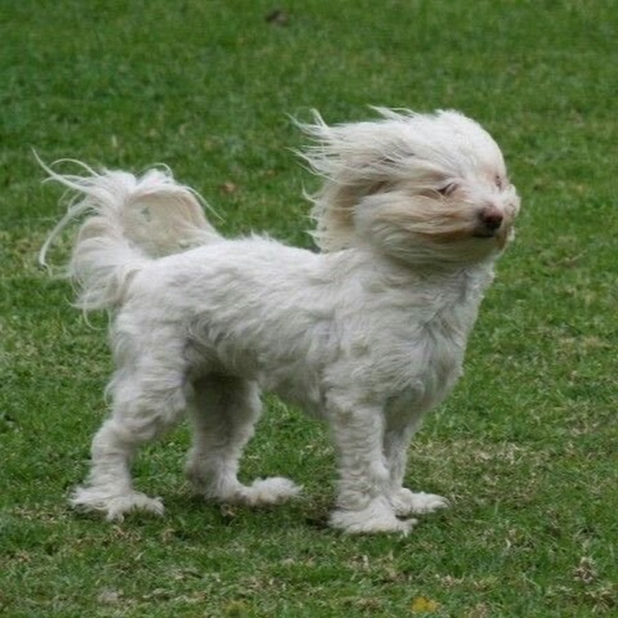 Арлекино из буратино картинки