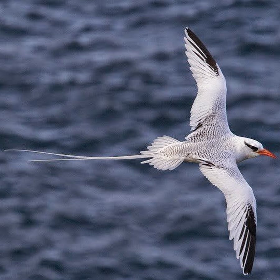 редкие морские птицы греция. атлантический паффин. птицы атлантики морские. морская птица пикировщик. ипатка остров врангеля.
