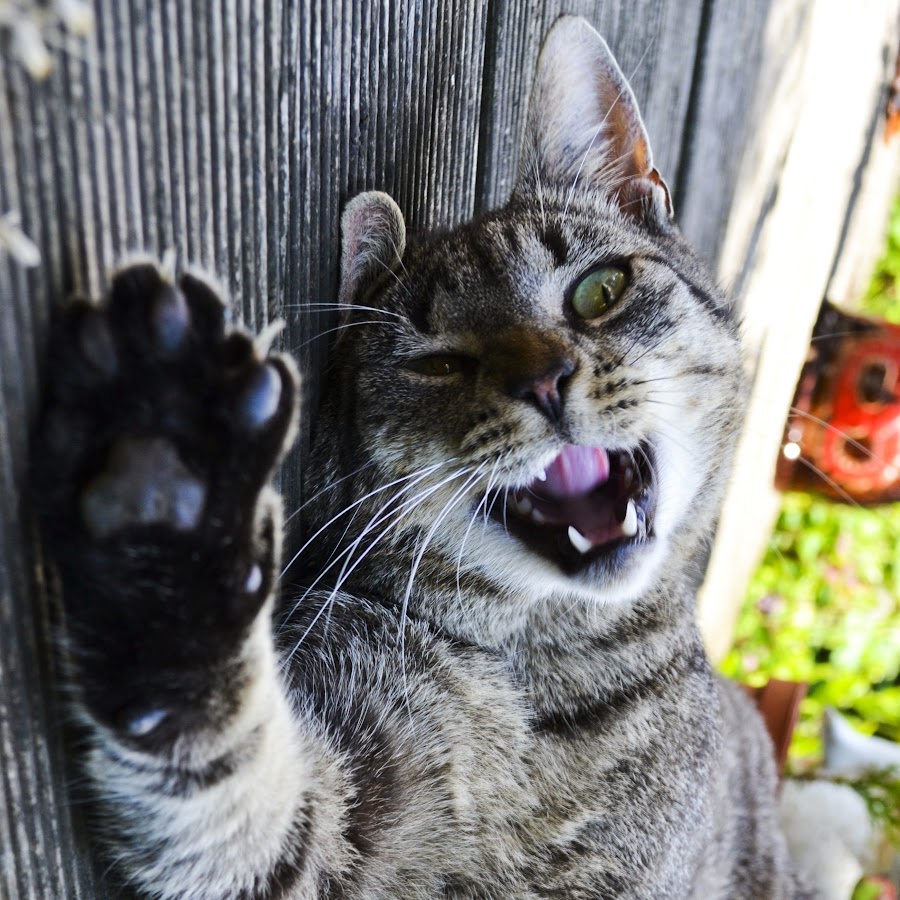 Cat end. Cat end