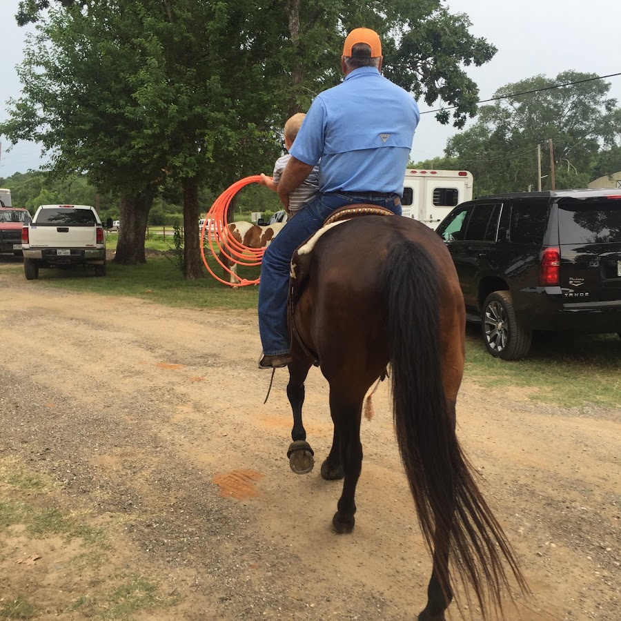Roping Horses for sale YouTube