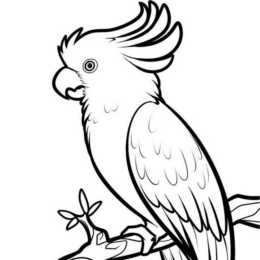 Какаду рисунок для детей карандашом