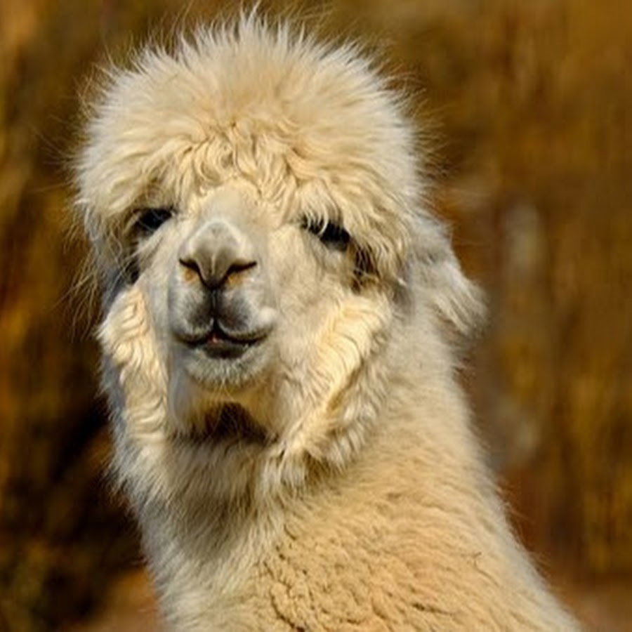 Хорошего пи. Остров пхи-пхи таиланд. Остров пхи пхи дон таиланд. Остров пхи-пхи таиланд. Хорошего пи.