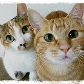 Uzu & Nene channel�����ͥͥ����ͥ� YouTube