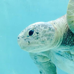 星夜のDMチャンネル