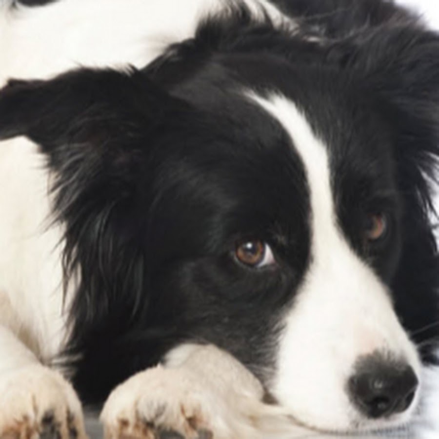 Взять бордер колли. Взять бордер колли. Бордер-колли. Борлерколои. Боржео поли.