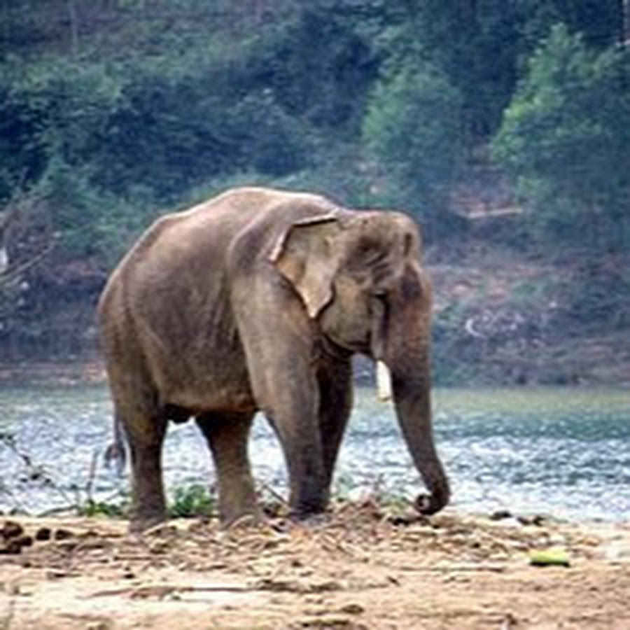 Африканские и индийские слоны 1 класс. Слон. Индийский слон. Индия слоны. Систематика индийского слона.