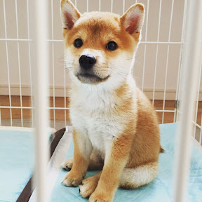 Shibainu-KOTETSU(YouTuberShibainu-KOTETSU)