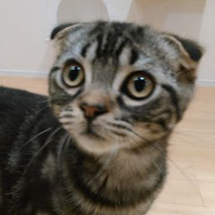 ハルちゃんねる
