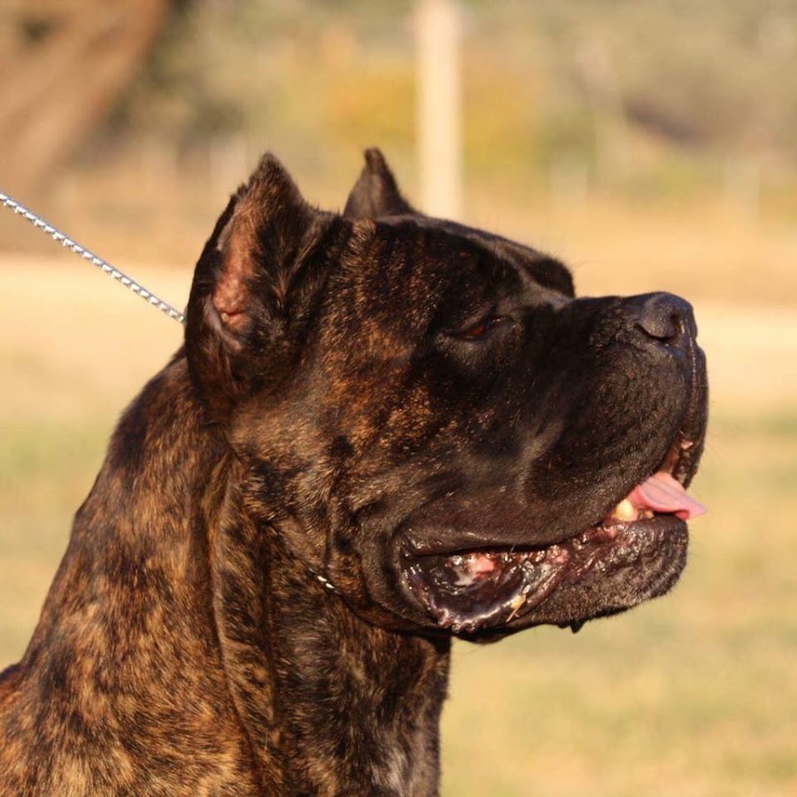 Big Boss Farm Cane Corso Kennel Youtube