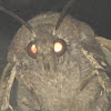 Moth