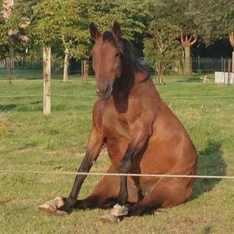 Картинка лошадь почему мем