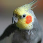 Cockatiel Avian (cockatiel-avian)