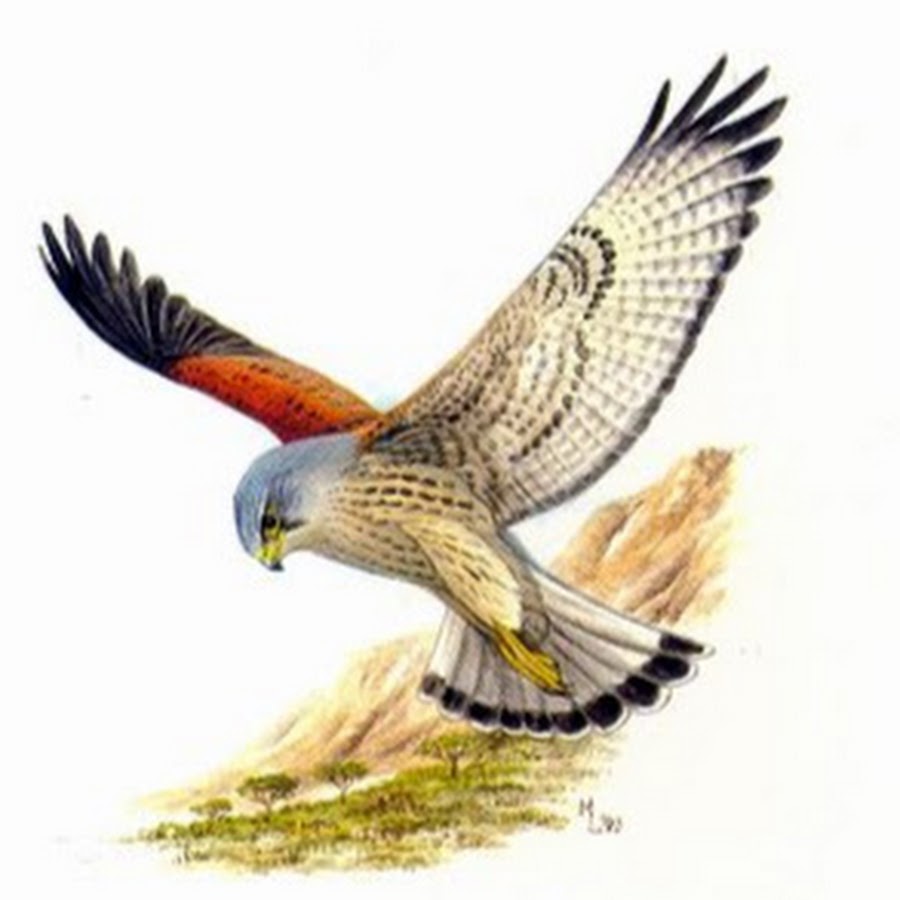 Детский рисунок ястреб