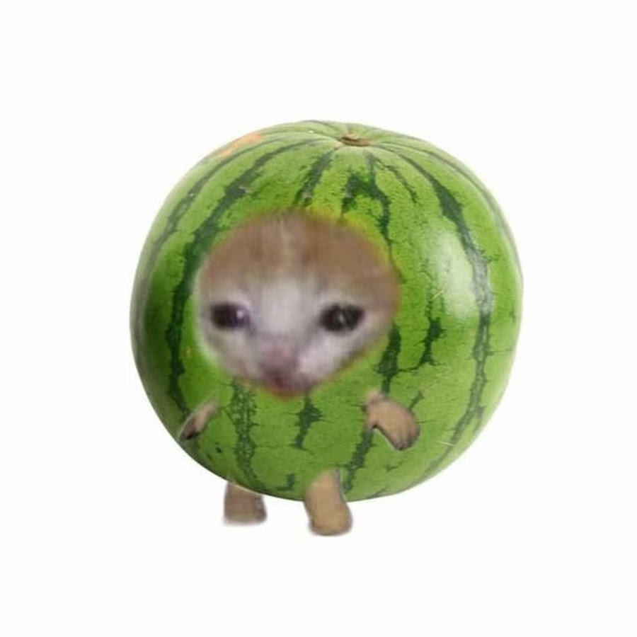 Кот с яблоком мем