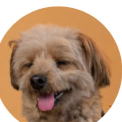 犬である吾輩は