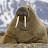 McLovin the Walrus