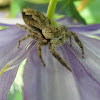 Bob TheSpiderHunter