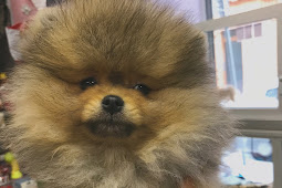 Fluffy Fluffy bichon frise