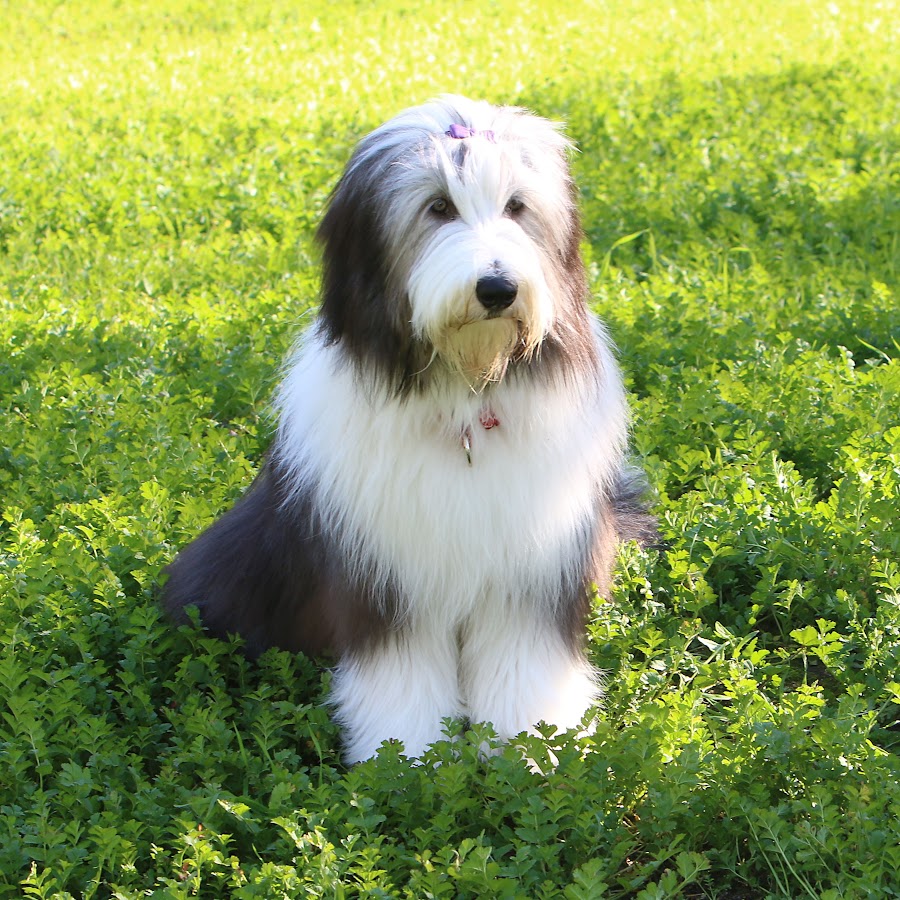 Характеристики бородатого колли