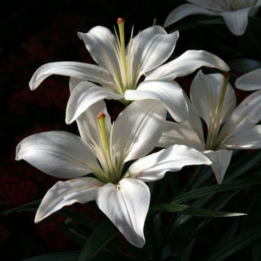 Intan Park - YouTube