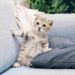 Funny pet's Tale