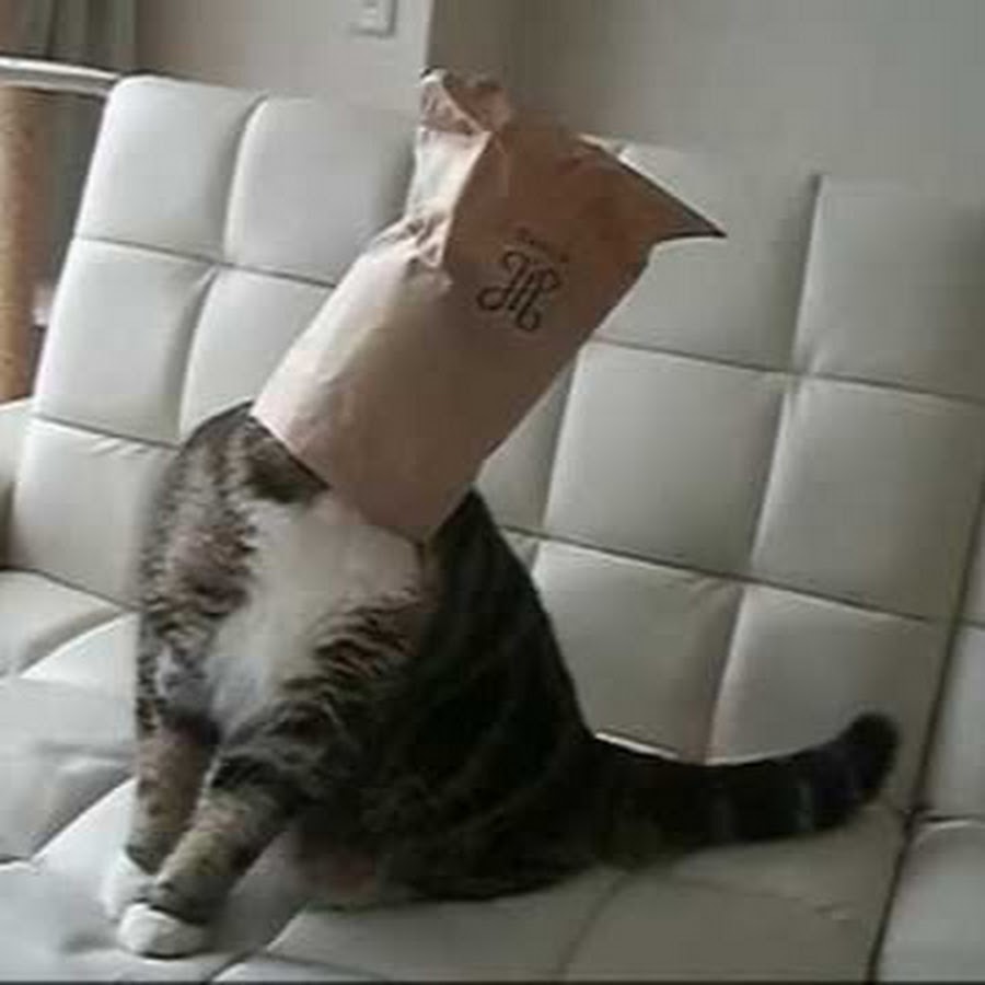 Cat With Bag on Head YouTube