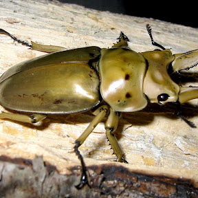 �������� YouTube