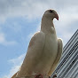 Выставка-ярмарка голубей в г.Умань