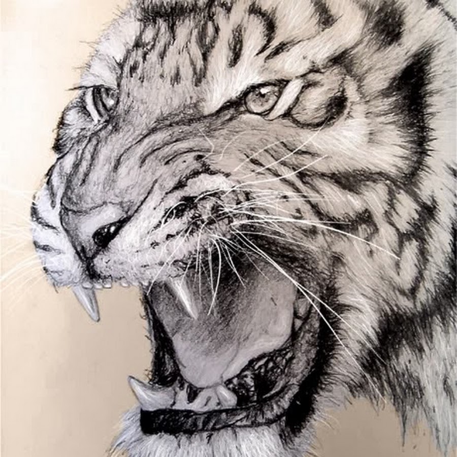 Download 640 Koleksi Gambar Hd Harimau Putih Terbaik HD