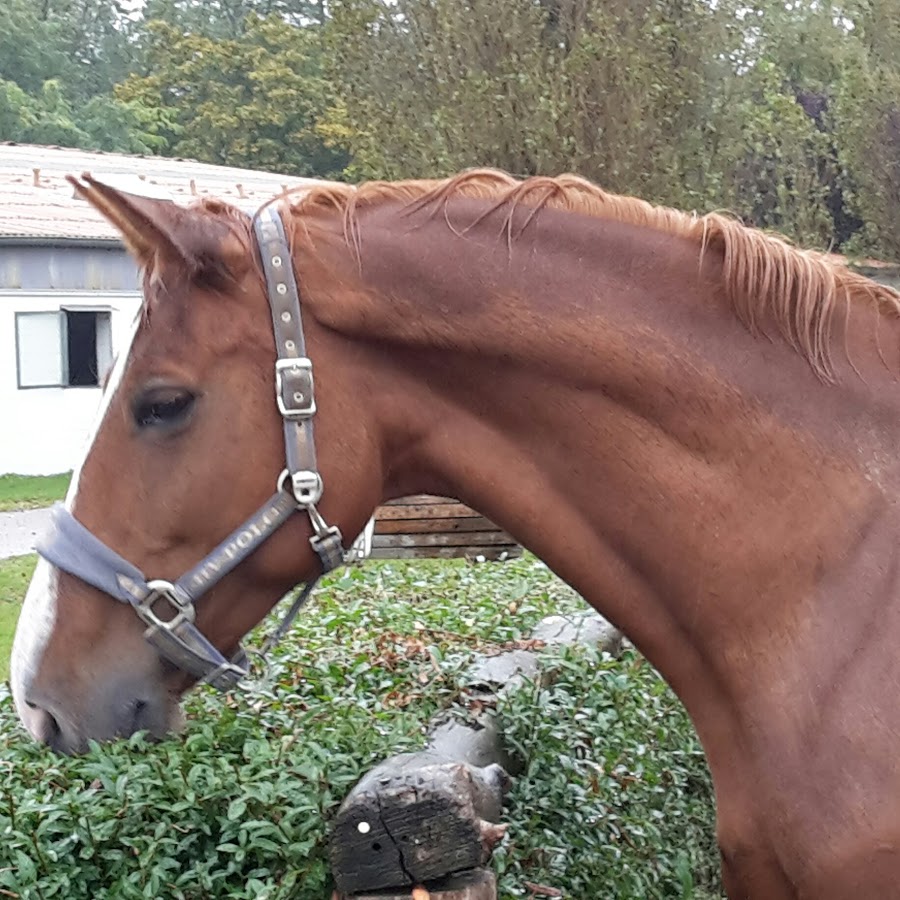 Bestes Pferd Der Welt Bestes Pferd Der Welt
