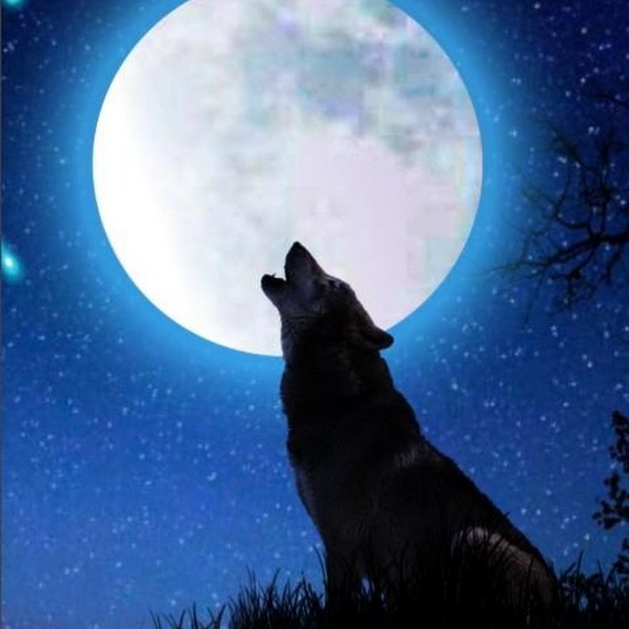 Волк воет на луну. Воющий волк. Волчонок воет на луну. Волк и звезды. Я вою я пою