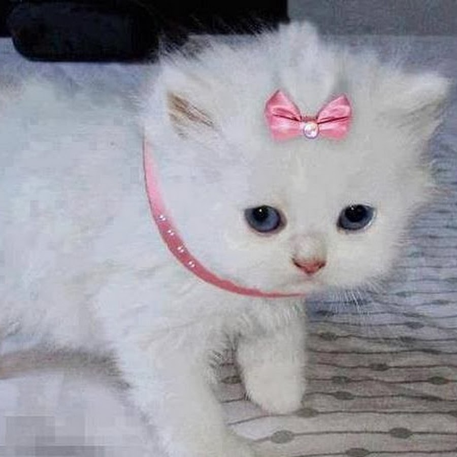 Включи маленькие котики розовые носики
